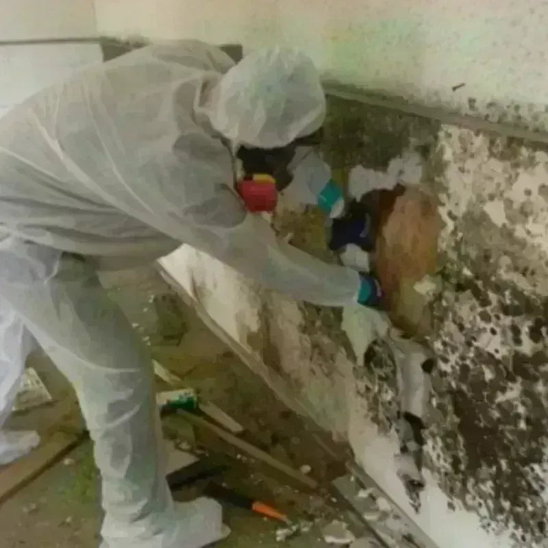 Mold Remediation and Removal in West Freehold, NJ